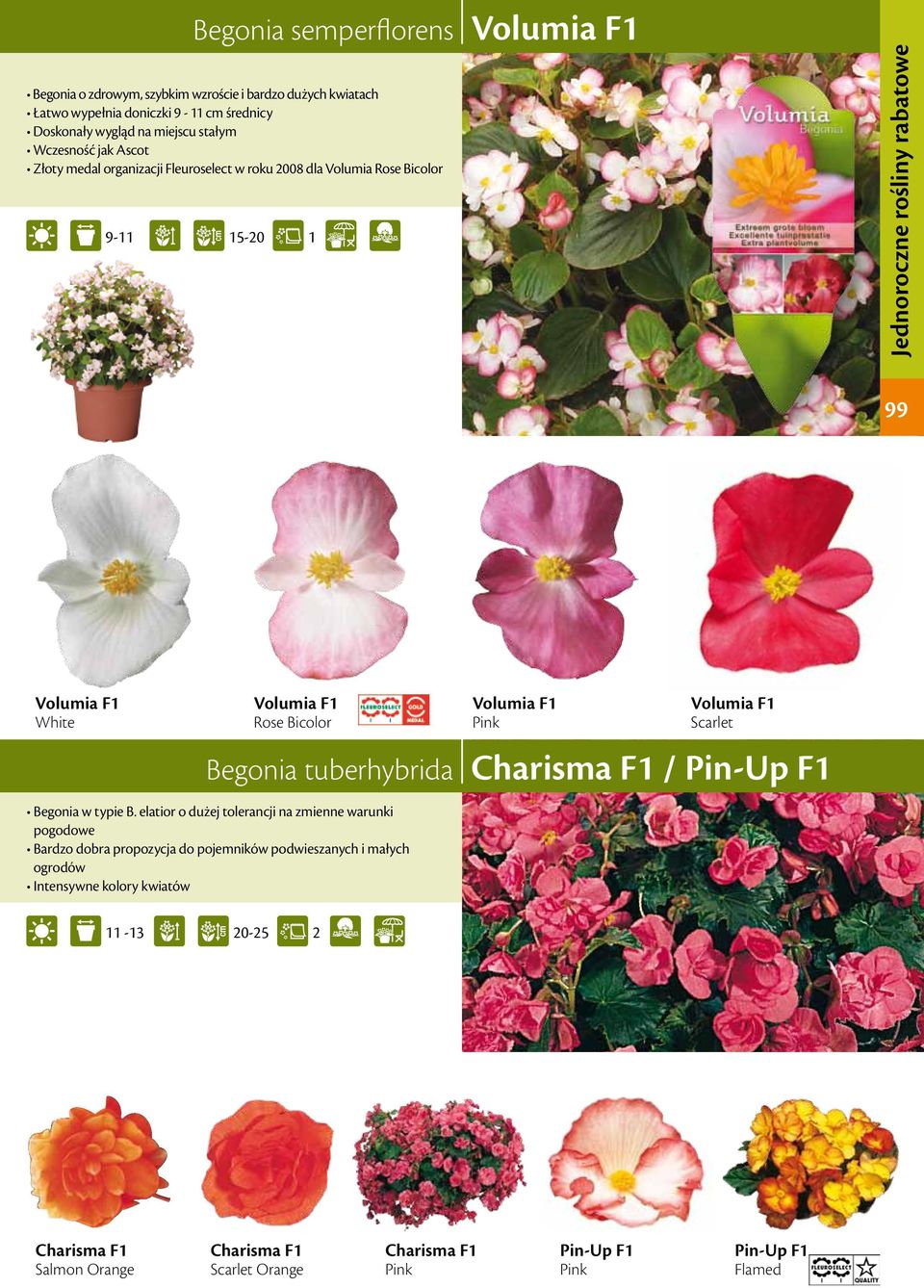 Volumia F Pink Volumia F Scarlet Begonia tuberhybrida Charisma F / Pin-Up F Begonia w typie B.