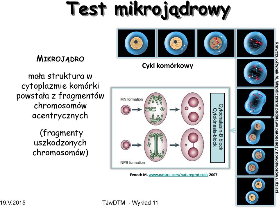 chromosomów) Cykl komórkowy Fenech M. www.nature.