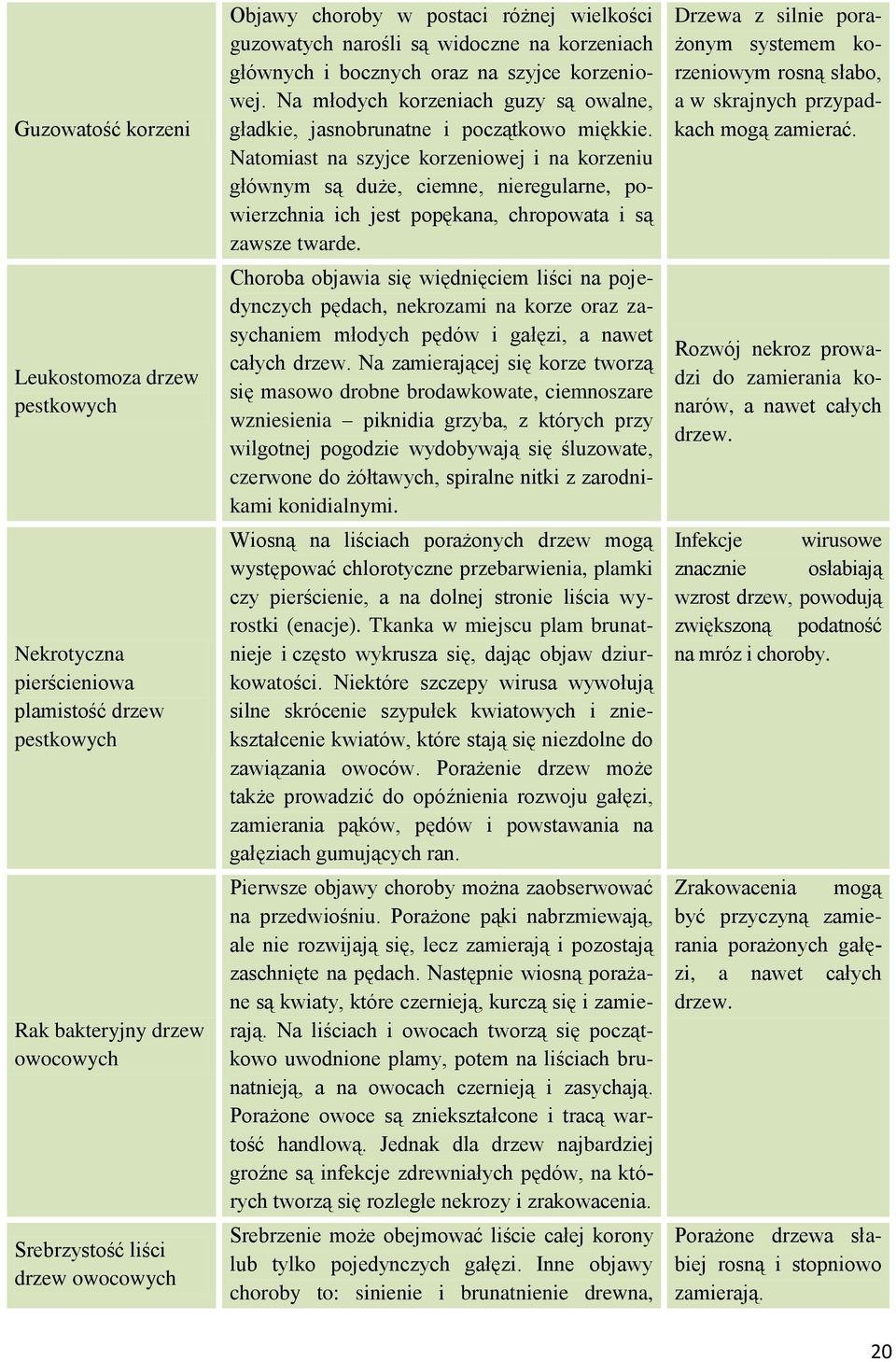 Natomiast na szyjce korzeniowej i na korzeniu głównym są duże, ciemne, nieregularne, powierzchnia ich jest popękana, chropowata i są zawsze twarde.