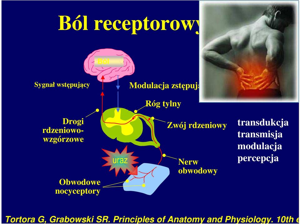 rdzeniowy Nerw obwodowy transdukcja transmisja modulacja