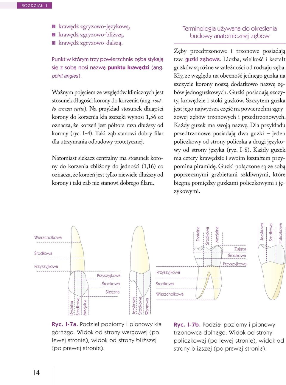 Na przykład stosunek długości korony do korzenia kła szczęki wynosi 1,56 co oznacza, że korzeń jest półtora raza dłuższy od korony (ryc. I-4).