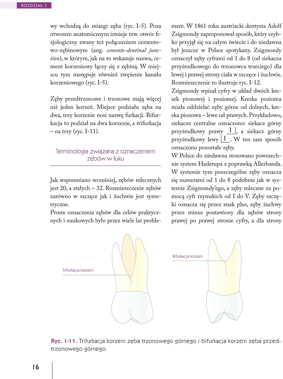 Zęby przedtrzonowe i trzonowe mają więcej niż jeden korzeń. Miejsce podziału zęba na dwa, trzy korzenie nosi nazwę furkacji. Bifurkacja to podział na dwa korzenie, a trifurkacja na trzy (ryc. I-11).