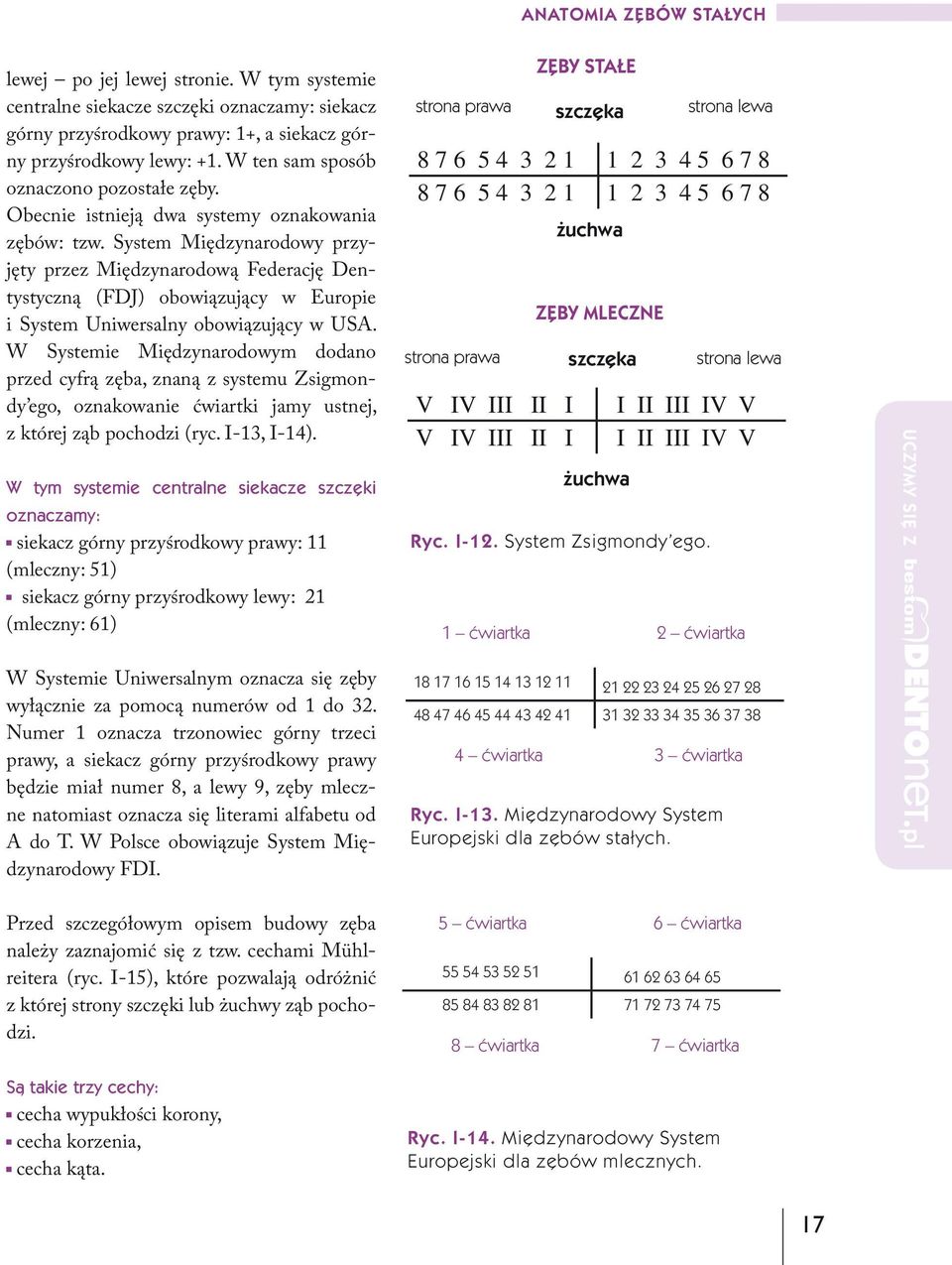 System Międzynarodowy przyjęty przez Międzynarodową Federację Dentystyczną (FDJ) obowiązujący w Europie i System Uniwersalny obowiązujący w USA.