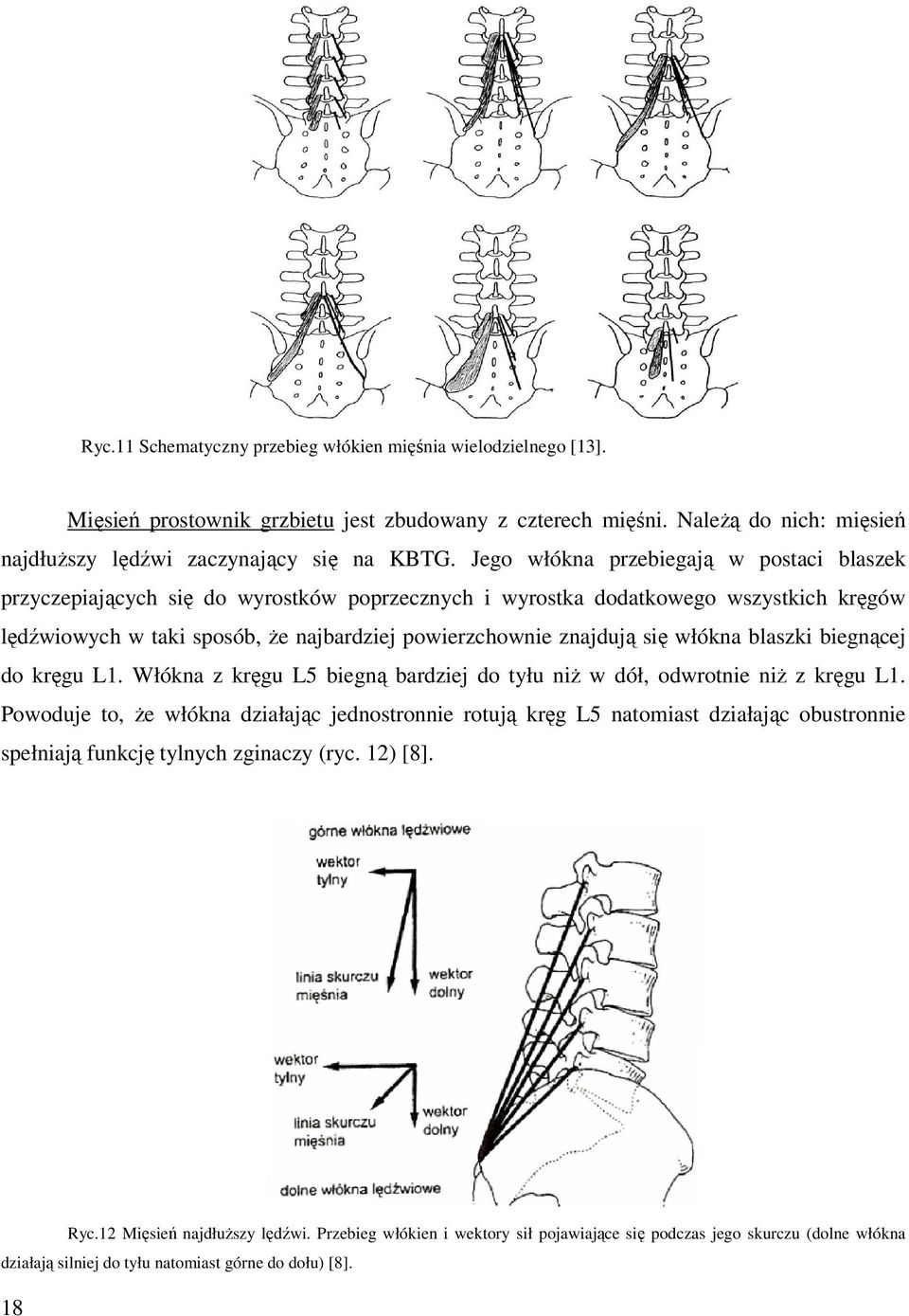 włókna blaszki biegnącej do kręgu L1. Włókna z kręgu L5 biegną bardziej do tyłu niż w dół, odwrotnie niż z kręgu L1.