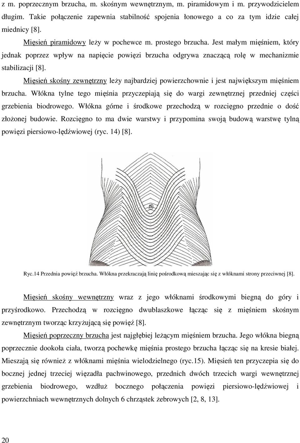 Mięsień skośny zewnętrzny leży najbardziej powierzchownie i jest największym mięśniem brzucha. Włókna tylne tego mięśnia przyczepiają się do wargi zewnętrznej przedniej części grzebienia biodrowego.