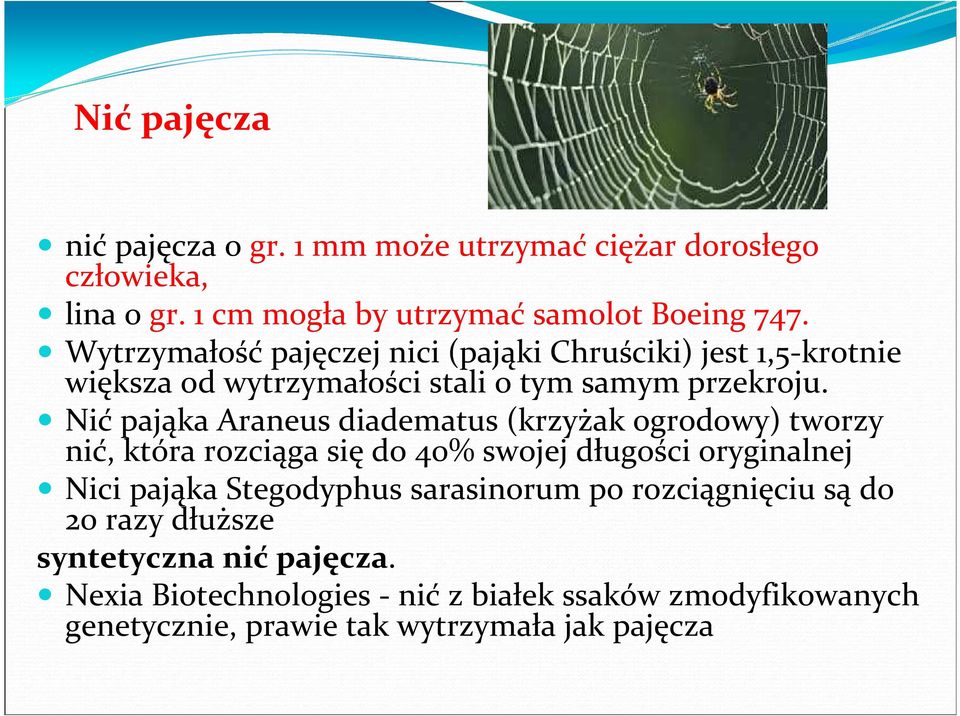 Nić pająka Araneus diadematus (krzyżak ogrodowy) tworzy nić, która rozciąga się do 40% swojej długości oryginalnej Nici pająka Stegodyphus