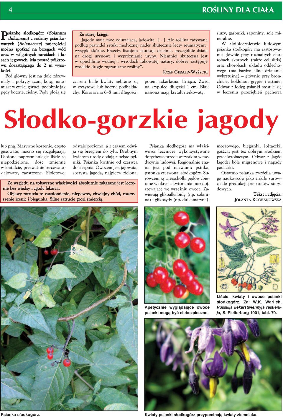 Pędy płożą się Ze starej księgi: Jagody mają moc odurzającą, jadowitą. [ ] Ale roślina zażywana podług prawideł sztuki medycznej nader skutecznie leczy reumatyzmy, wysypki skórne.