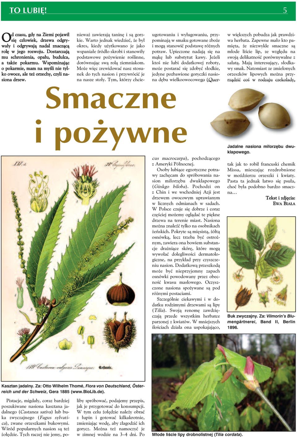 Osoby lubiące egzotyczne potrawy zachęcam do spróbowania nasion miłorzębu dwuklapowego (Ginkgo biloba).