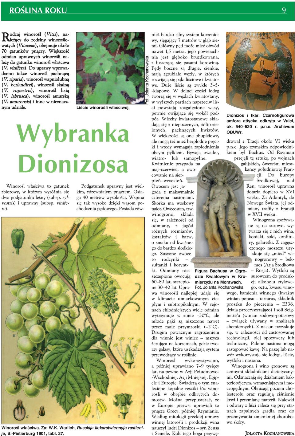 berlandieri), winorośl skalną (V. rupestris), winorośl lisią (V. labrusca), winorośl amurską (V. amurensis) i inne w nieznacznym udziale.