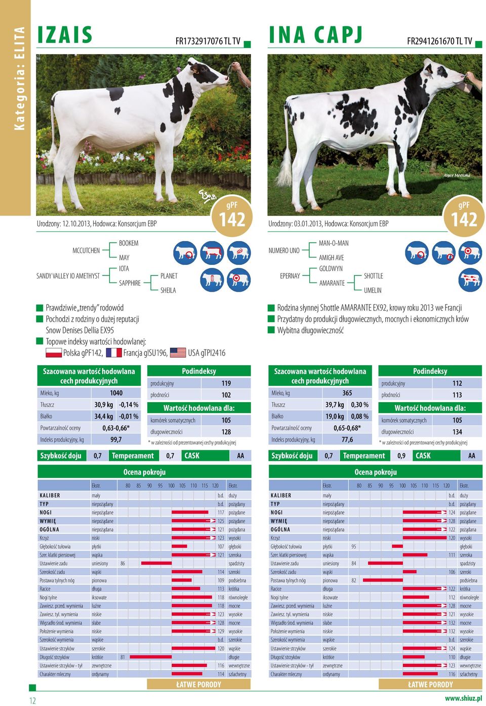 2013, Hodowca: Konsorcjum EBP 142 MCCUTCHEN SANDY VALLEY IO AMETHYST BOOKEM MAY IOTA SAPPHIRE PLANET SHEILA NUMERO UNO EPERNAY MAN-O-MAN AMIGH AVE GOLDWYN AMARANTE SHOTTLE UMELIN Prawdziwie trendy