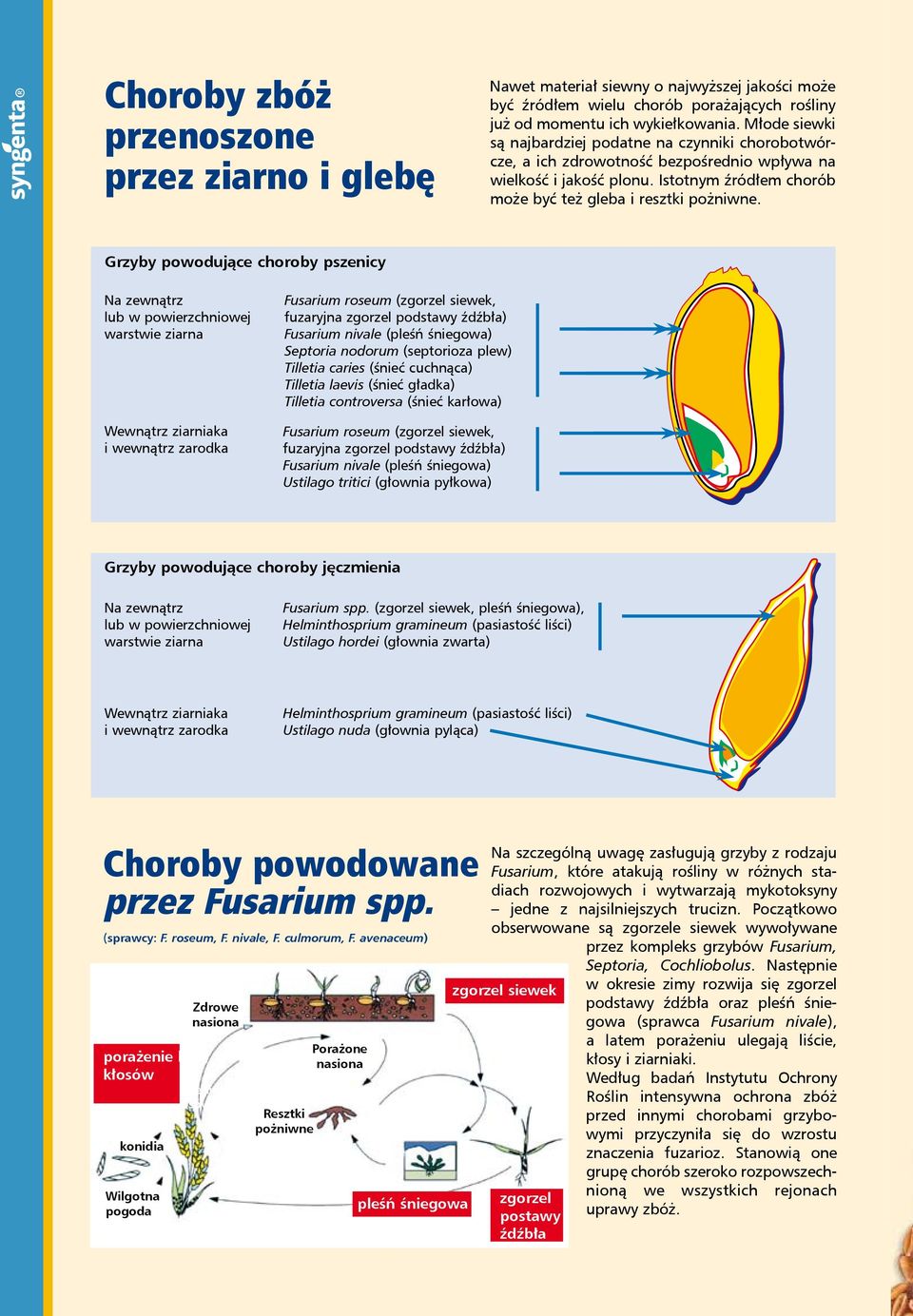 Grzyby powodujące choroby pszenicy Na zewnątrz lub w powierzchniowej warstwie ziarna Wewnątrz ziarniaka i wewnątrz zarodka Fusarium roseum (, fuzaryjna zgorzel podstawy źdźbła) Fusarium nivale (pleśń