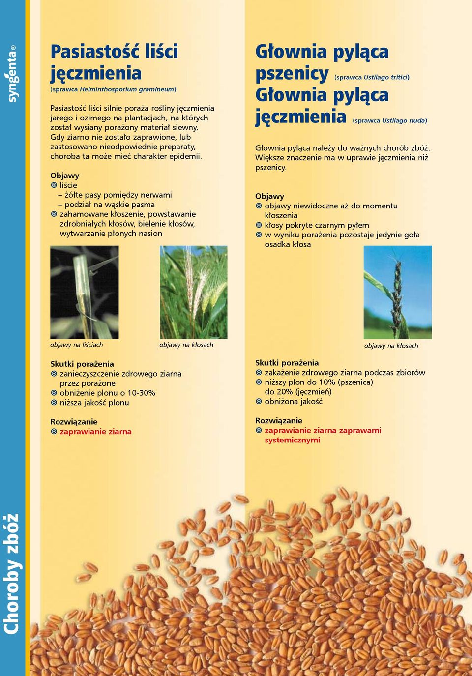 Objawy liście żółte pasy pomiędzy nerwami podział na wąskie pasma zahamowane kłoszenie, powstawanie zdrobniałych kłosów, bielenie kłosów, wytwarzanie płonych nasion Głownia pyląca pszenicy (sprawca