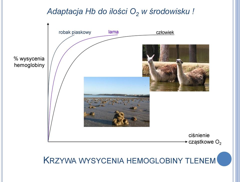 robak piaskowy lama człowiek %