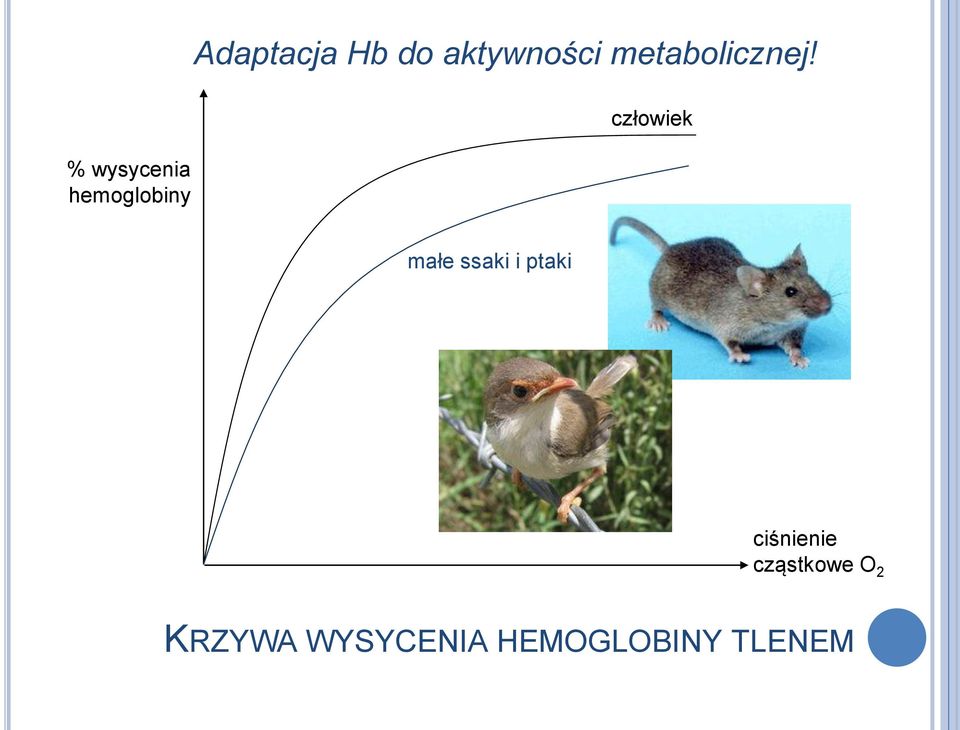 człowiek małe ssaki i ptaki ciśnienie