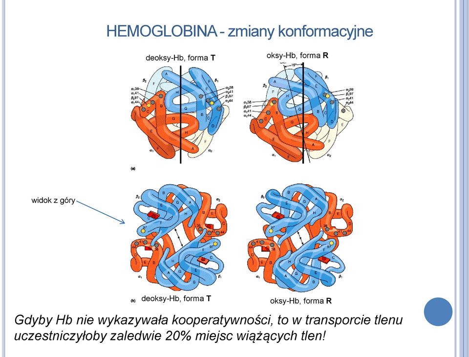 forma R Gdyby Hb nie wykazywała kooperatywności, to w