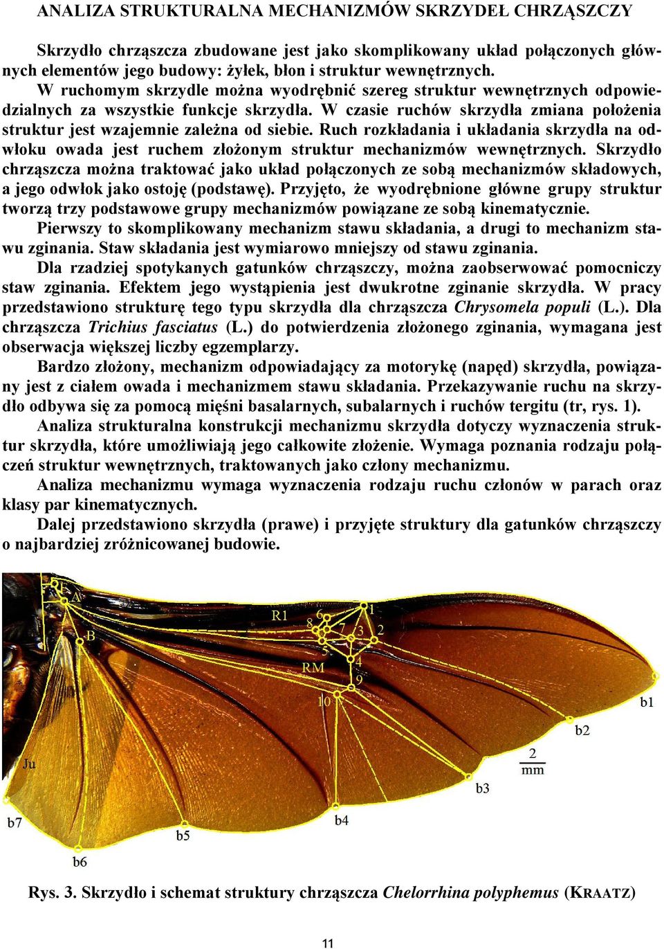 Ruch rozkładania i układania skrzydła na odwłoku owada jest ruchem złożonym struktur mechanizmów wewnętrznych.