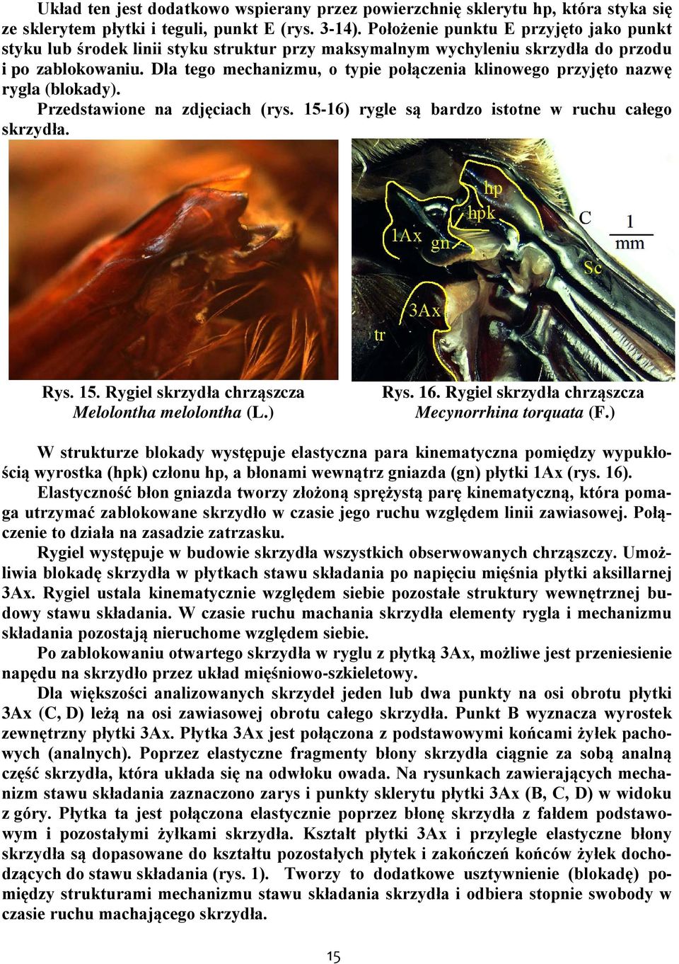 Dla tego mechanizmu, o typie połączenia klinowego przyjęto nazwę rygla (blokady). Przedstawione na zdjęciach (rys. 15-16) rygle są bardzo istotne w ruchu całego skrzydła. Rys. 15. Rygiel skrzydła chrząszcza Melolontha melolontha (.