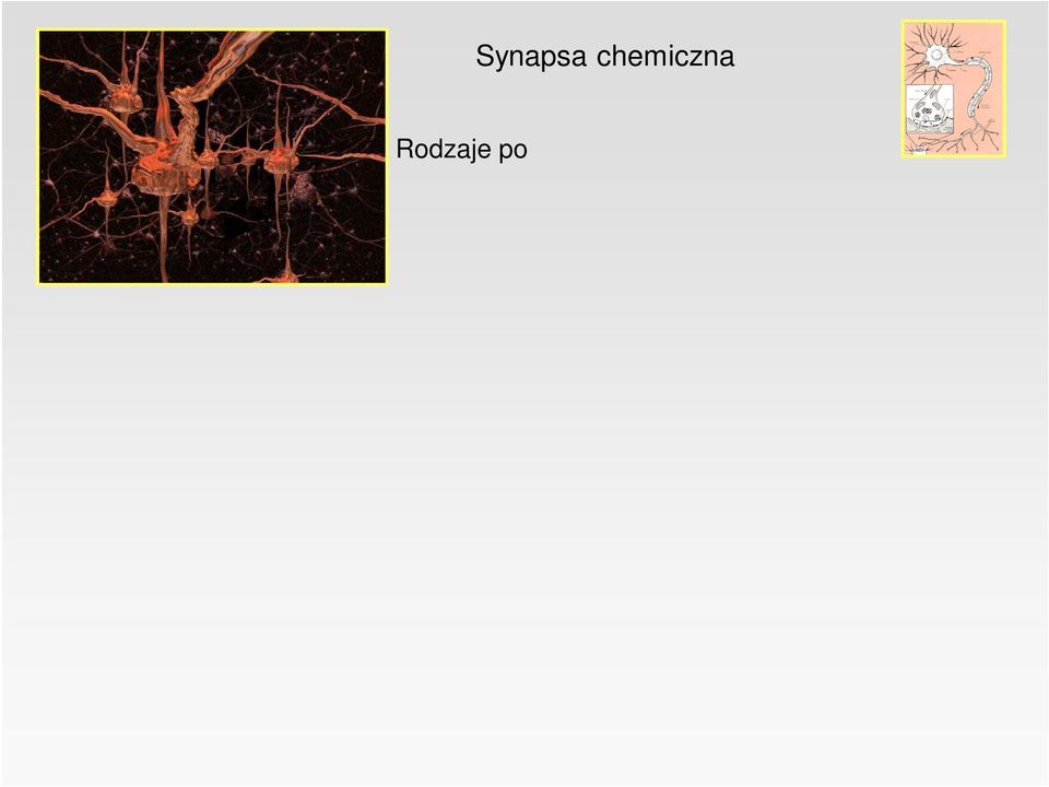 akso-dendrytyczne akso-somatyczne