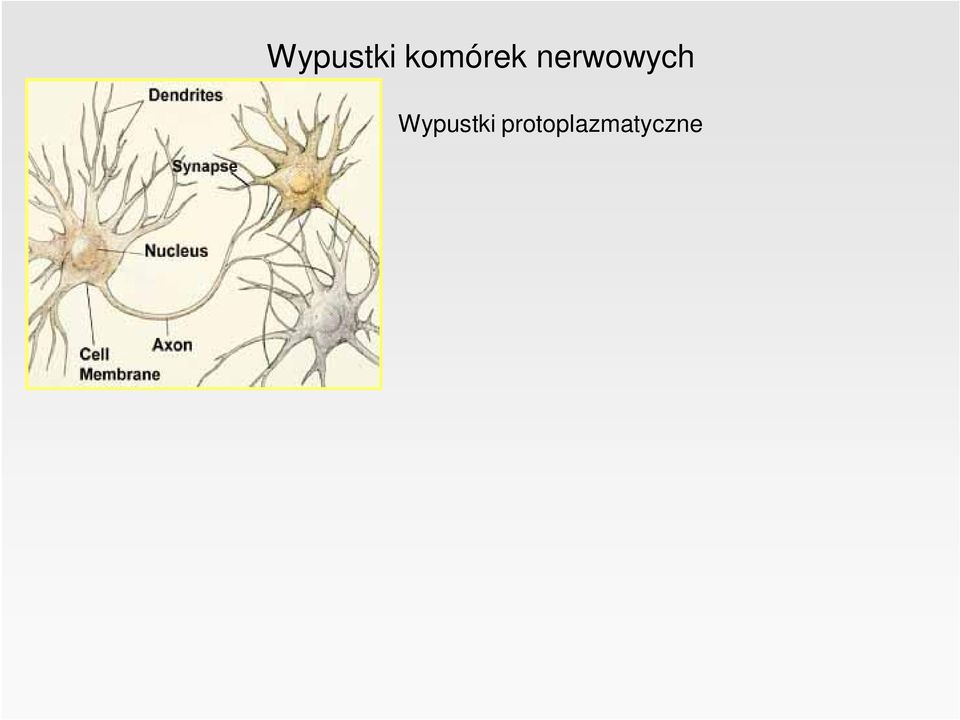 Wypustka osiowa (akson, neuryt) zawsze pojedyncza wypustka - odchodzi w punkcie zw.