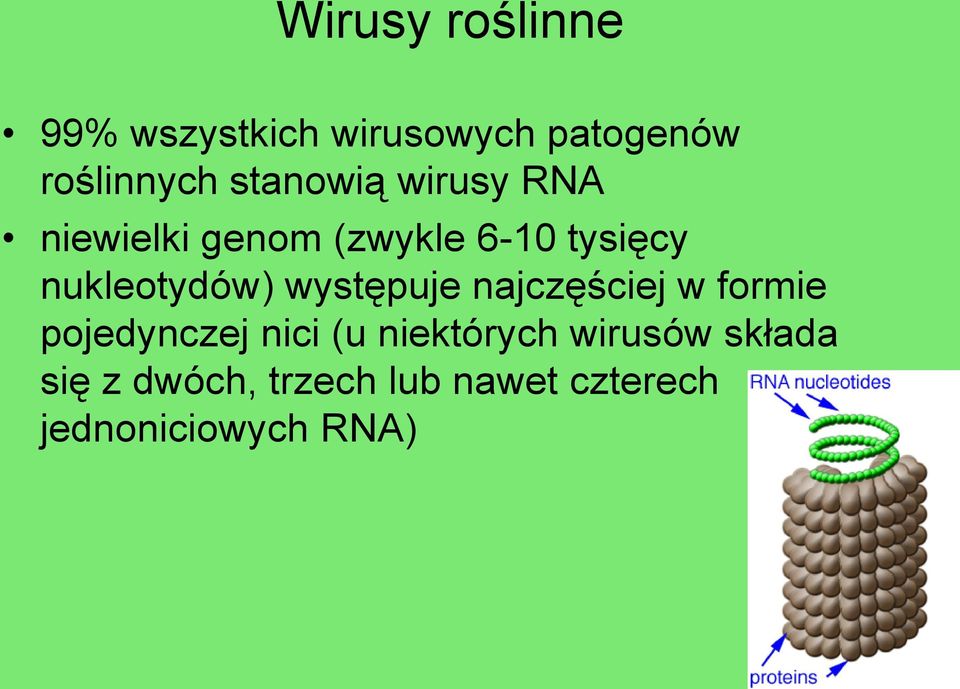 nukleotydów) występuje najczęściej w formie pojedynczej nici (u