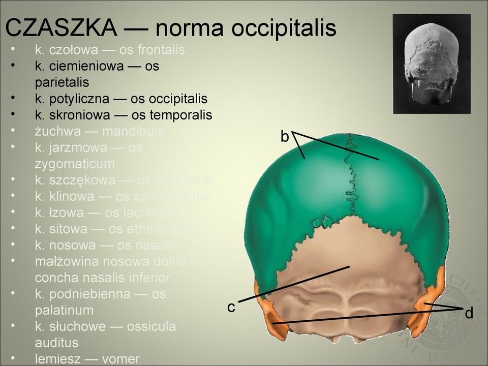 szczękowa os maxillaris k. klinowa os sphenoidalis k. łzowa os lacrimale k. sitowa os ethmoidalis k.