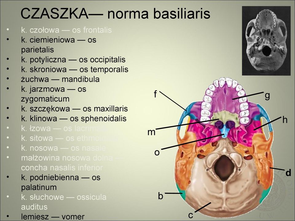 klinowa os sphenoidalis k. łzowa os lacrimale m k. sitowa os ethmoidalis k.