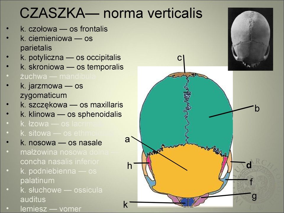 klinowa os sphenoidalis k. łzowa os lacrimale k. sitowa os ethmoidalis k.