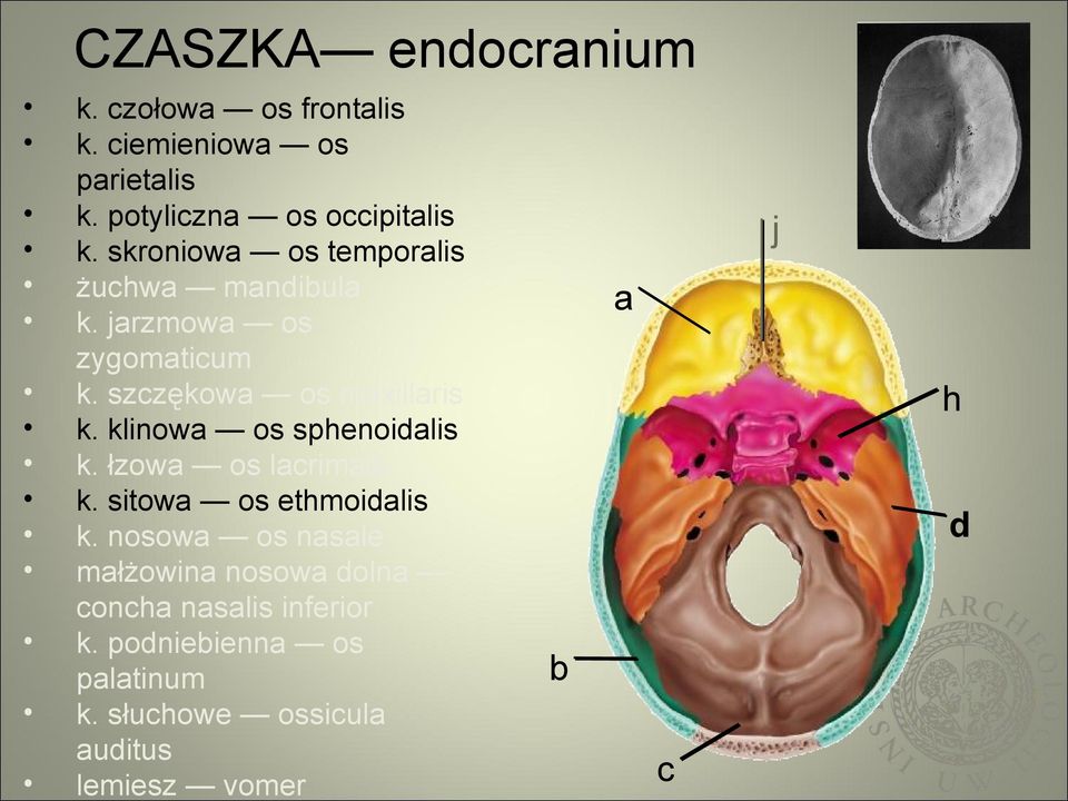 klinowa os sphenoidalis k. łzowa os lacrimale k. sitowa os ethmoidalis k.