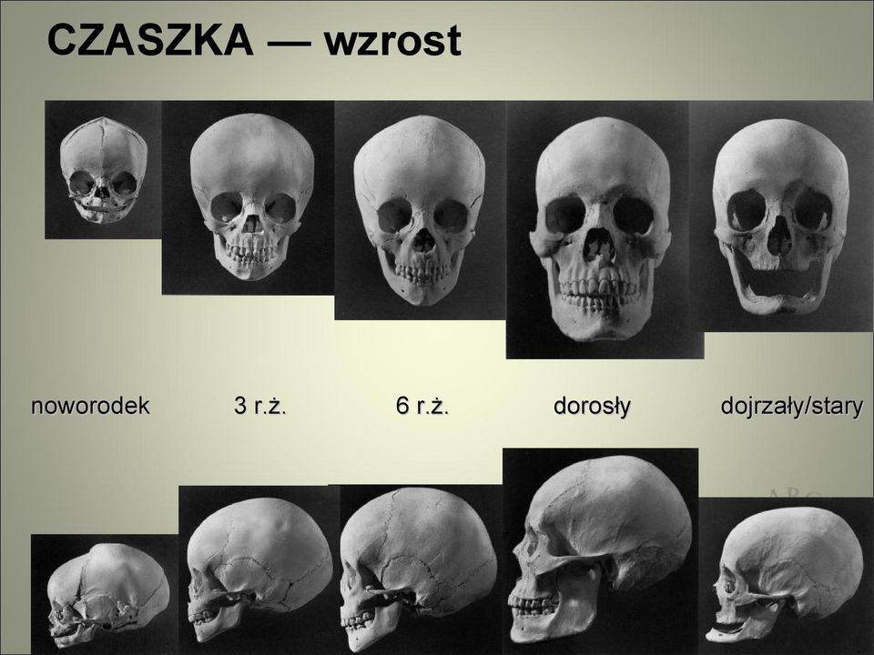 6 r.ż.