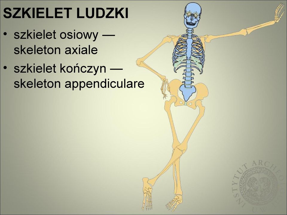 skeleton axiale