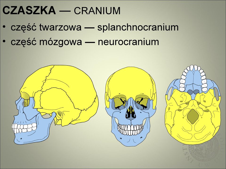 splanchnocranium