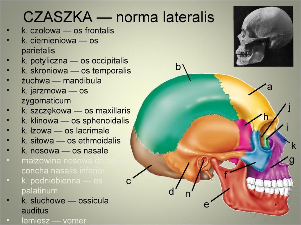 klinowa os sphenoidalis k. łzowa os lacrimale k. sitowa os ethmoidalis k.