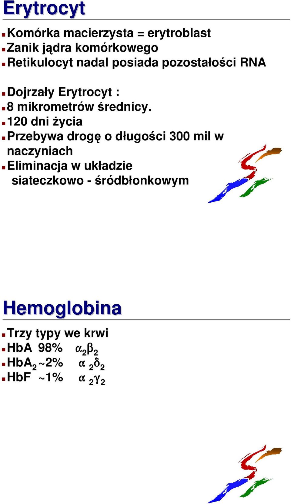 120 dni życia Przebywa drogę o długości 300 mil w naczyniach Eliminacja w układzie