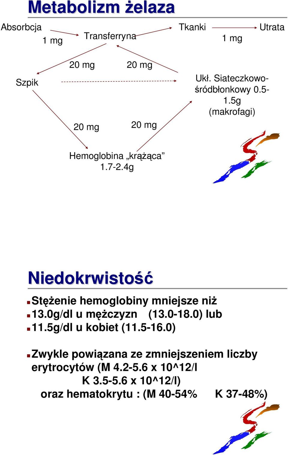 4g Niedokrwistość Stężenie hemoglobiny mniejsze niż 13.0g/dl u mężczyzn (13.0-18.0) lub 11.