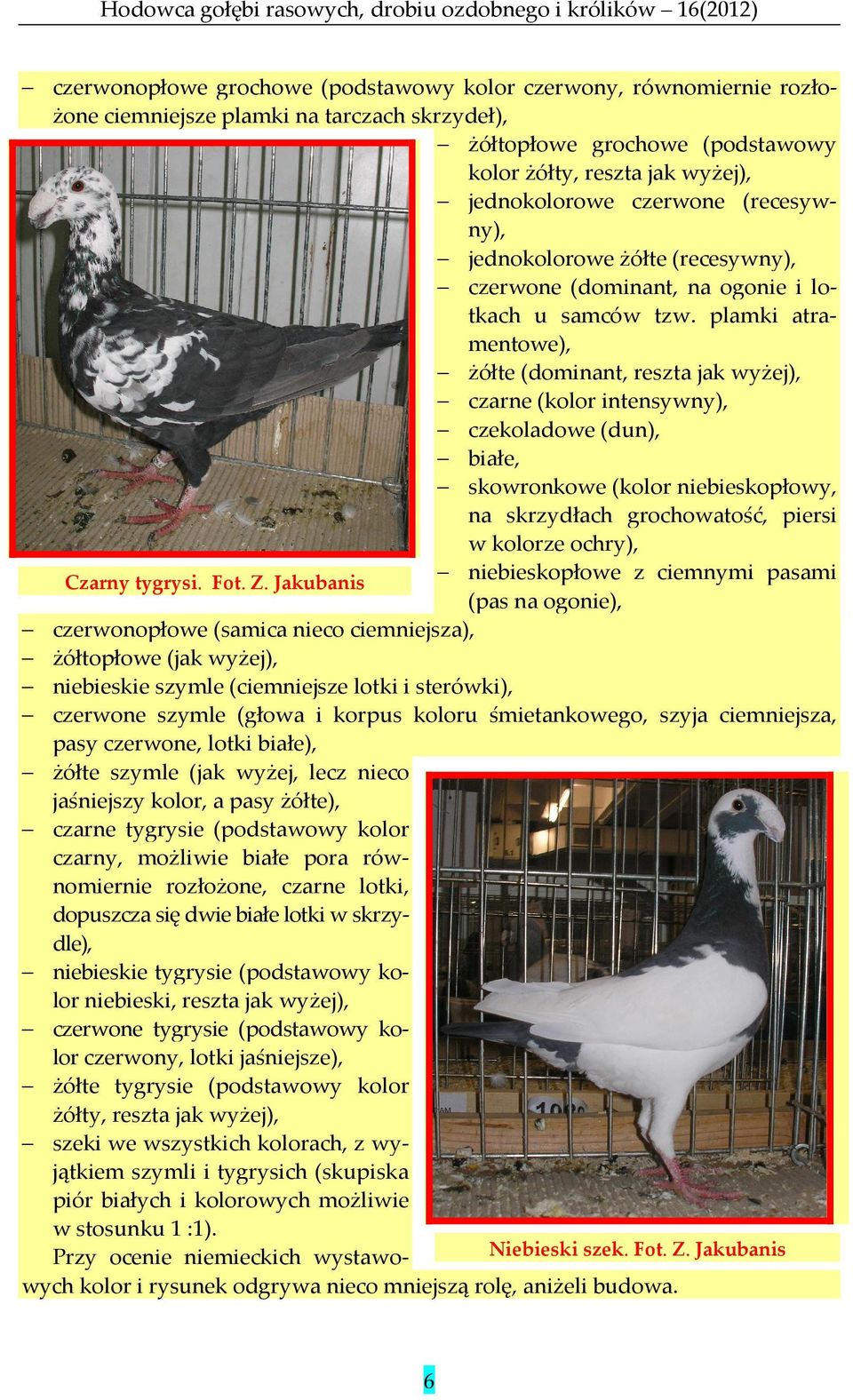 plamki atramentowe), żółte (dominant, reszta jak wyżej), czarne (kolor intensywny), czekoladowe (dun), białe, skowronkowe (kolor niebieskopłowy, na skrzydłach grochowatość, piersi w kolorze ochry),