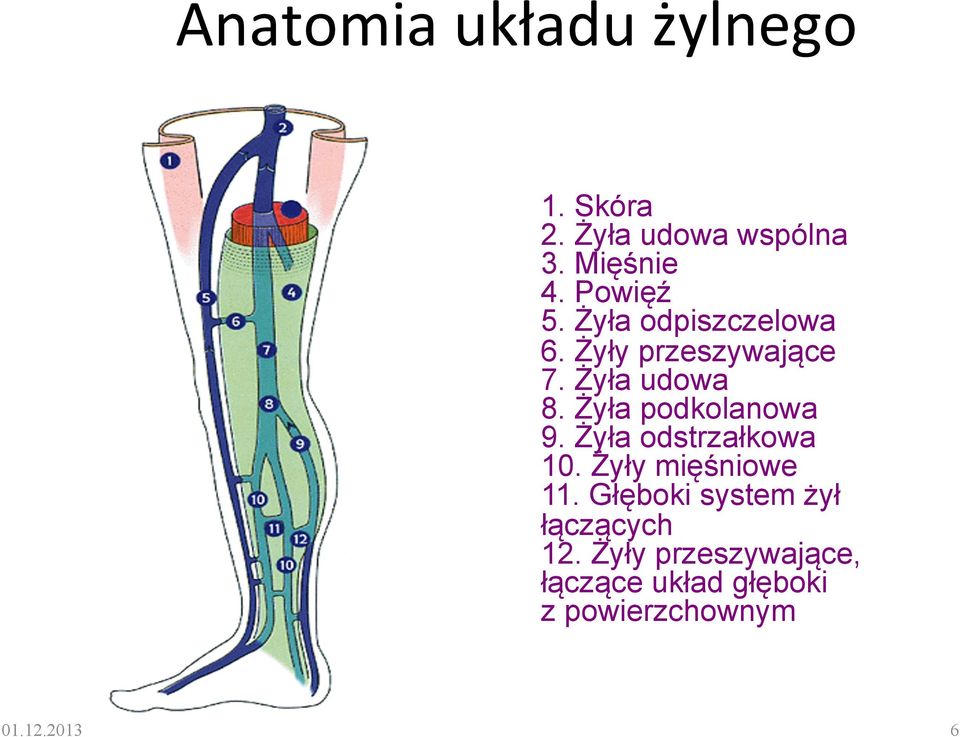 Żyła podkolanowa 9. Żyła odstrzałkowa 10. Żyły mięśniowe 11.