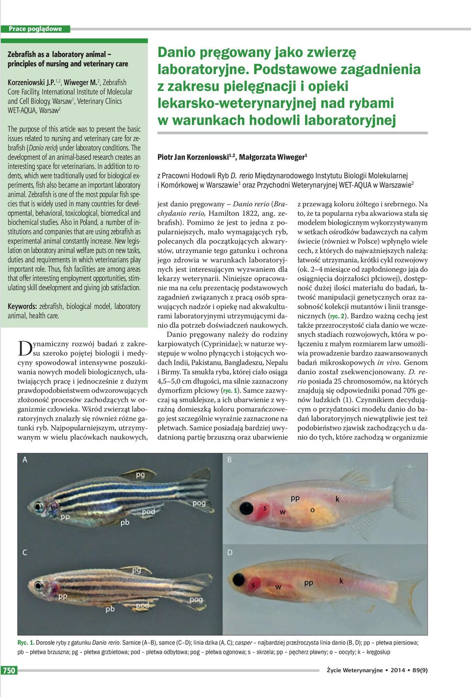 to nursing and veterinary care for zebrafish (Danio rerio) under laboratory conditions. The development of an animal-based research creates an interesting space for veterinarians.