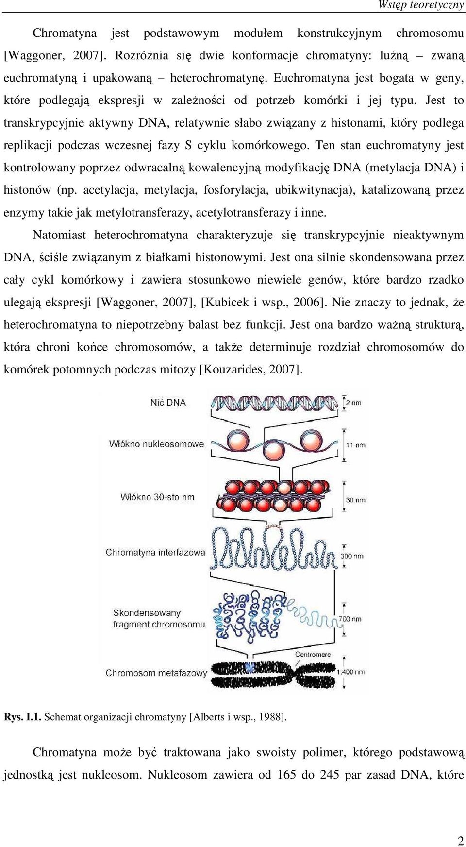 Jest to transkrypcyjnie aktywny DNA, relatywnie słabo związany z histonami, który podlega replikacji podczas wczesnej fazy S cyklu komórkowego.