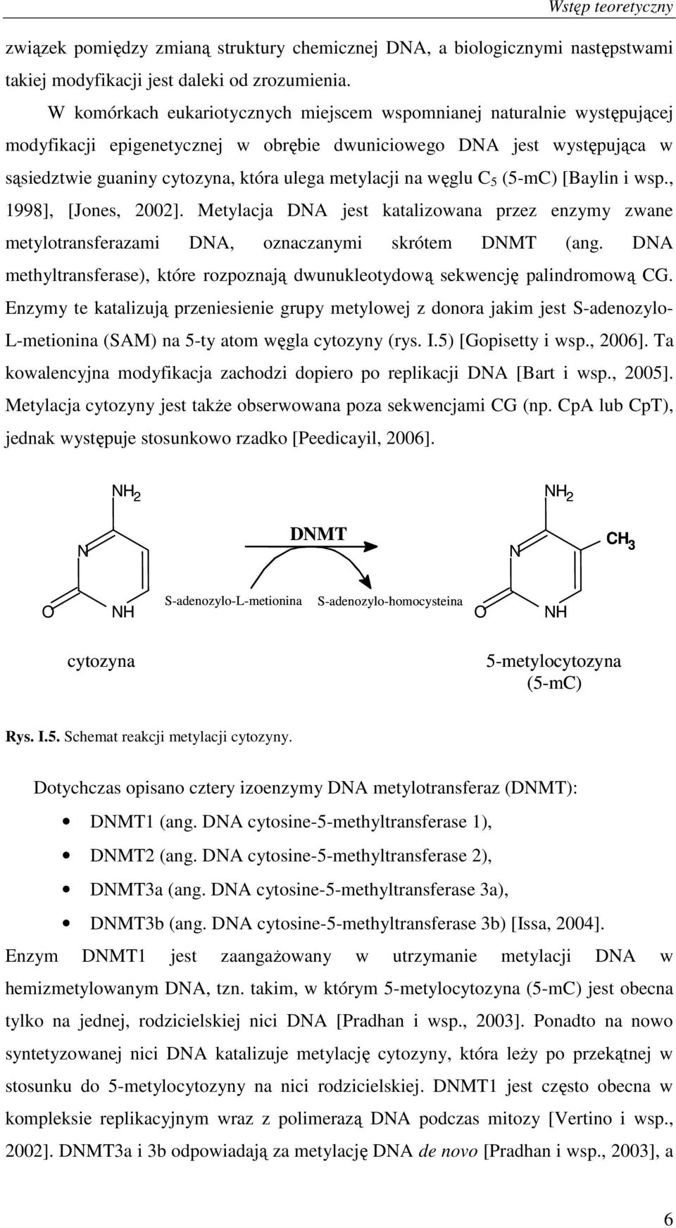 na węglu C 5 (5-mC) [Baylin i wsp., 1998], [Jones, 2002]. Metylacja DNA jest katalizowana przez enzymy zwane metylotransferazami DNA, oznaczanymi skrótem DNMT (ang.