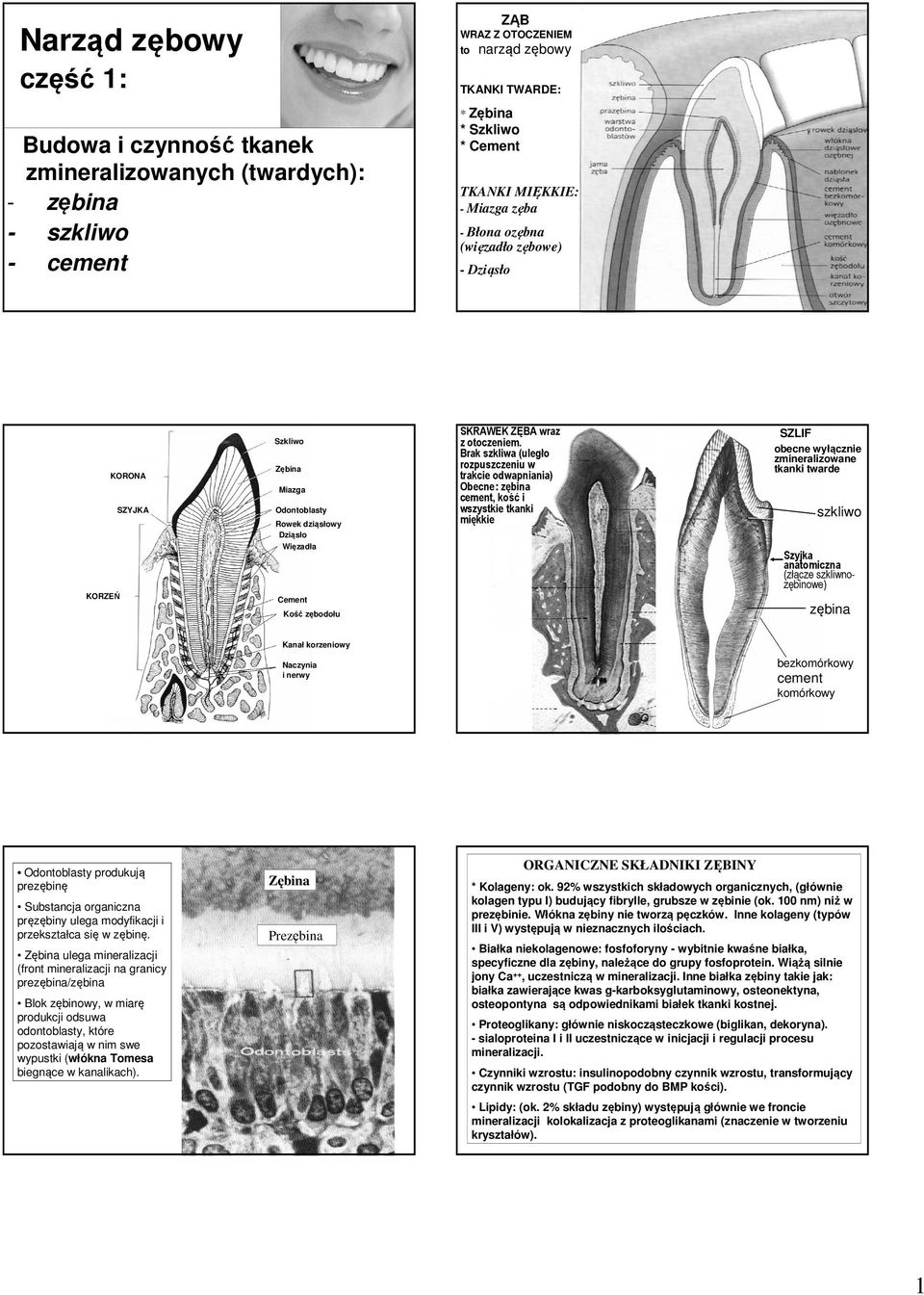 Brak szkliwa (uległo rozpuszczeniu w trakcie odwapniania) Obecne: zębina cement, kość i wszystkie tkanki miękkie SZLIF obecne wyłącznie zmineralizowane tkanki twarde szkliwo Szyjka anatomiczna