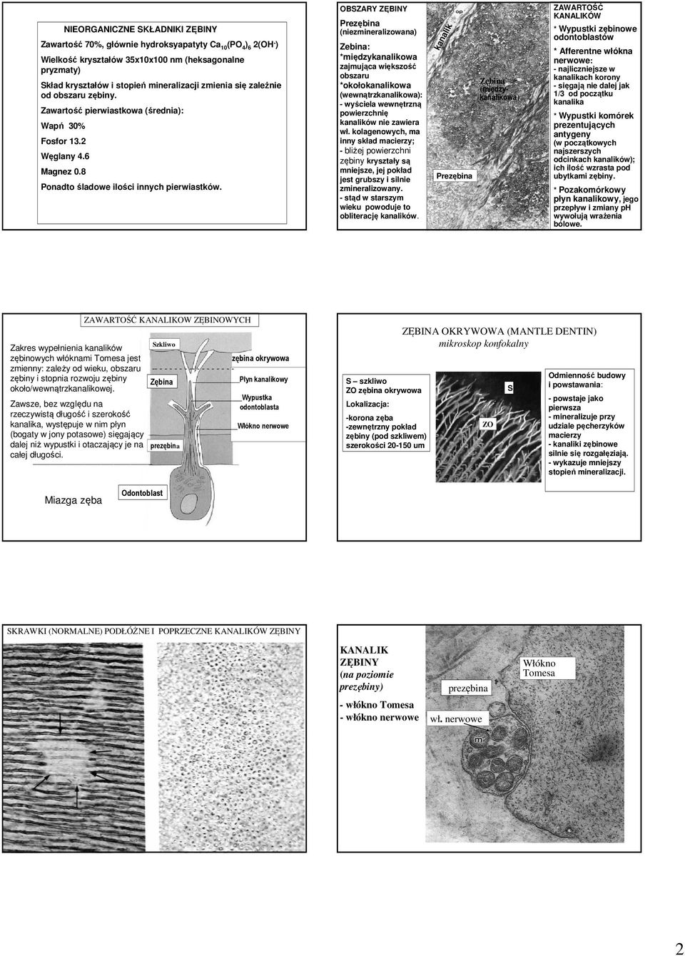 OBSZARY ZĘBINY rezębina (niezmineralizowana) Zebina: *międzykanalikowa zajmująca większość obszaru *okołokanalikowa (wewnątrzkanalikowa): - wyściela wewnętrzną powierzchnię kanalików nie zawiera wł.