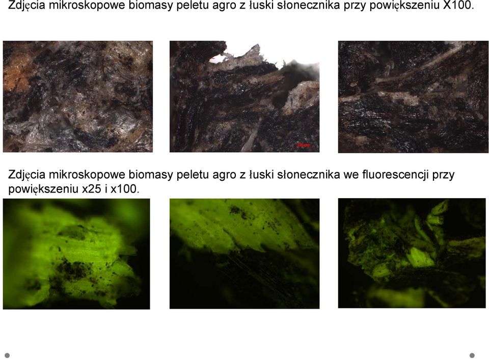 łuski słonecznika we fluorescencji przy