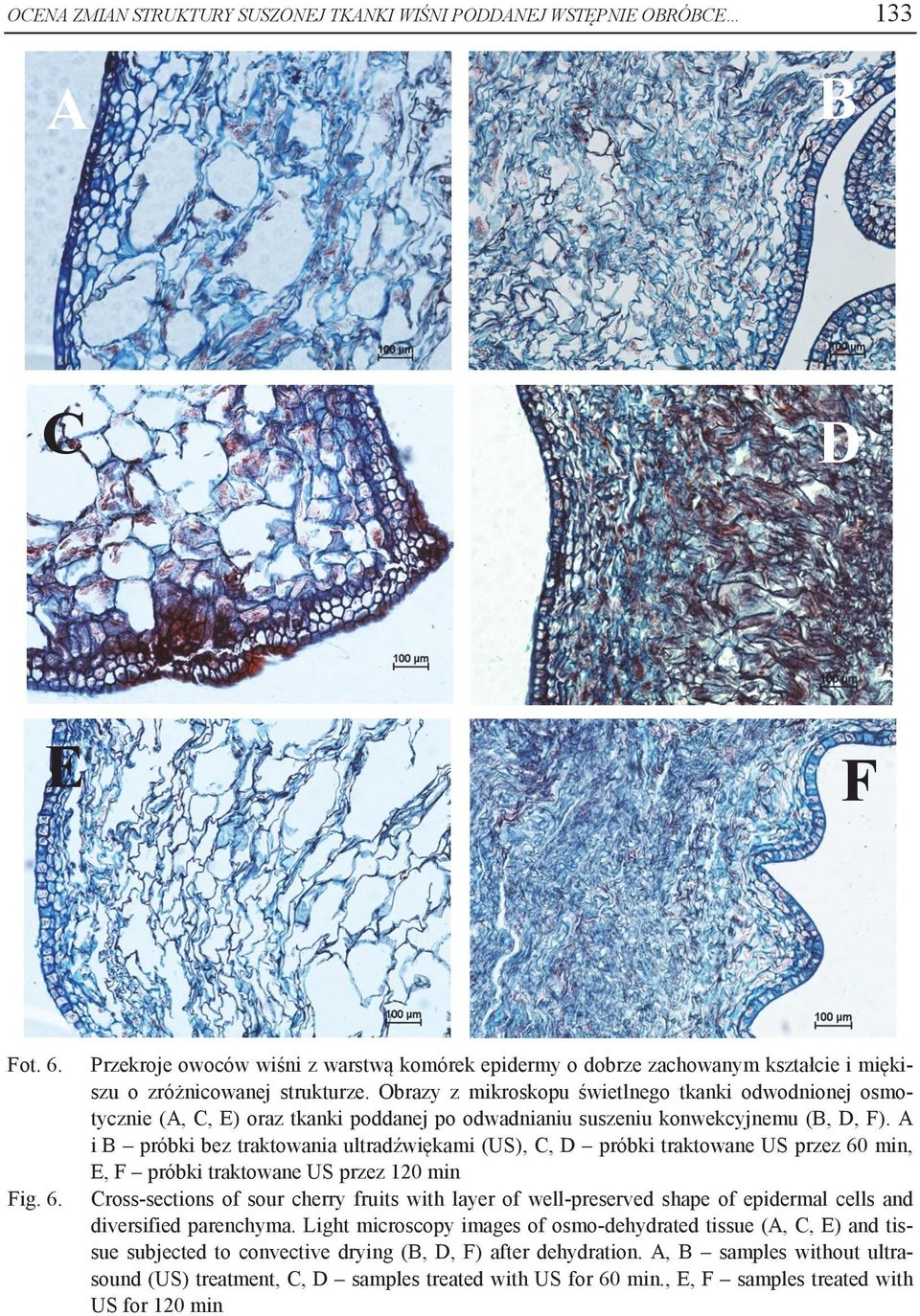 Obrazy z mikroskopu świetlnego tkanki odwodnionej osmotycznie (A, C, E) oraz tkanki poddanej po odwadnianiu suszeniu konwekcyjnemu (B, D, F).