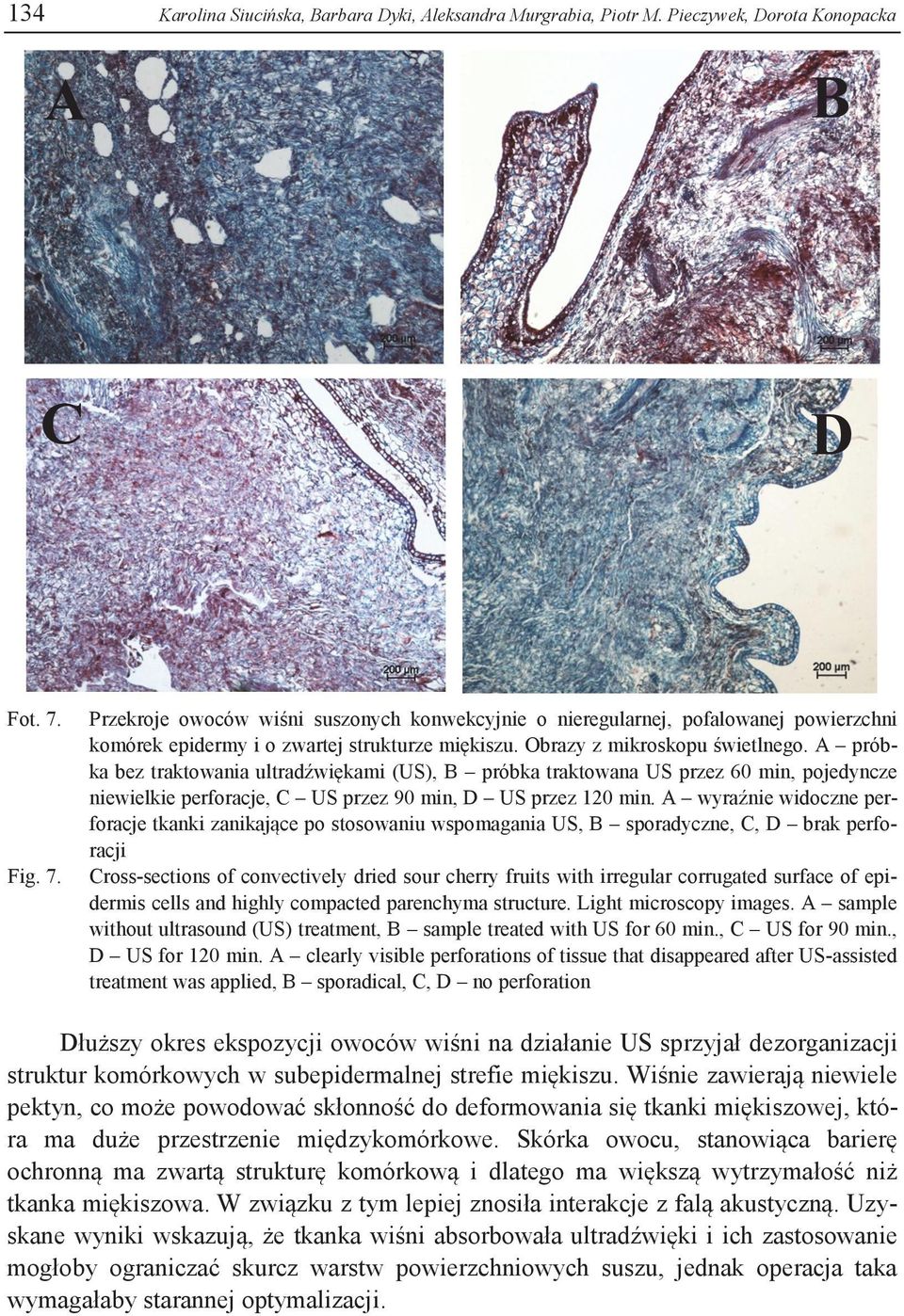 A próbka bez traktowania ultradźwiękami (US), B próbka traktowana US przez 60 min, pojedyncze niewielkie perforacje, C US przez 90 min, D US przez 120 min.