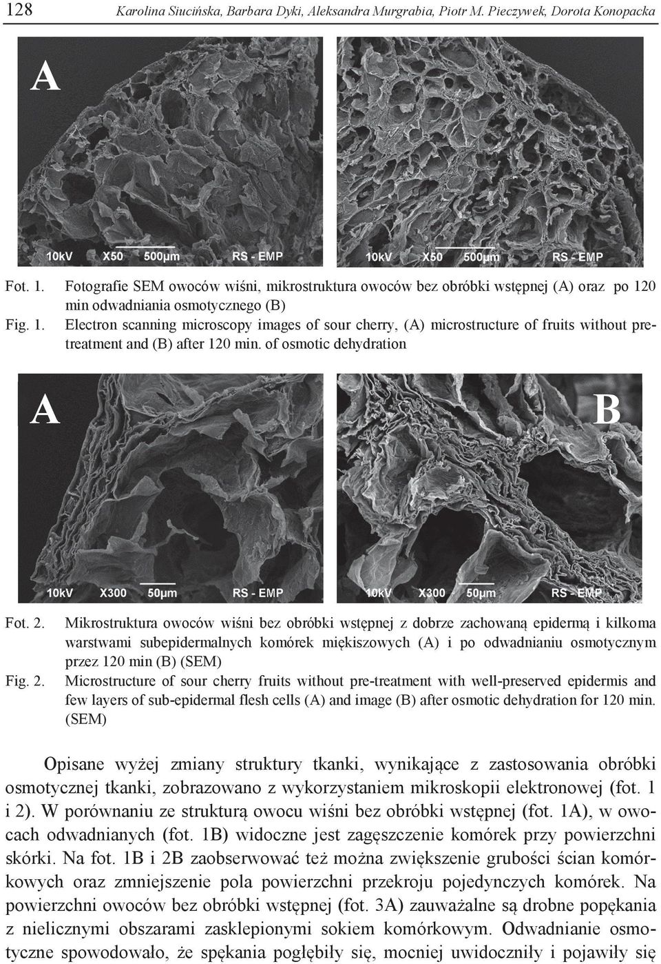 Fotografie SEM owoców wiśni, mikrostruktura owoców bez obróbki wstępnej (A) oraz po 120 min odwadniania osmotycznego (B) Electron scanning microscopy images of sour cherry, (A) microstructure of