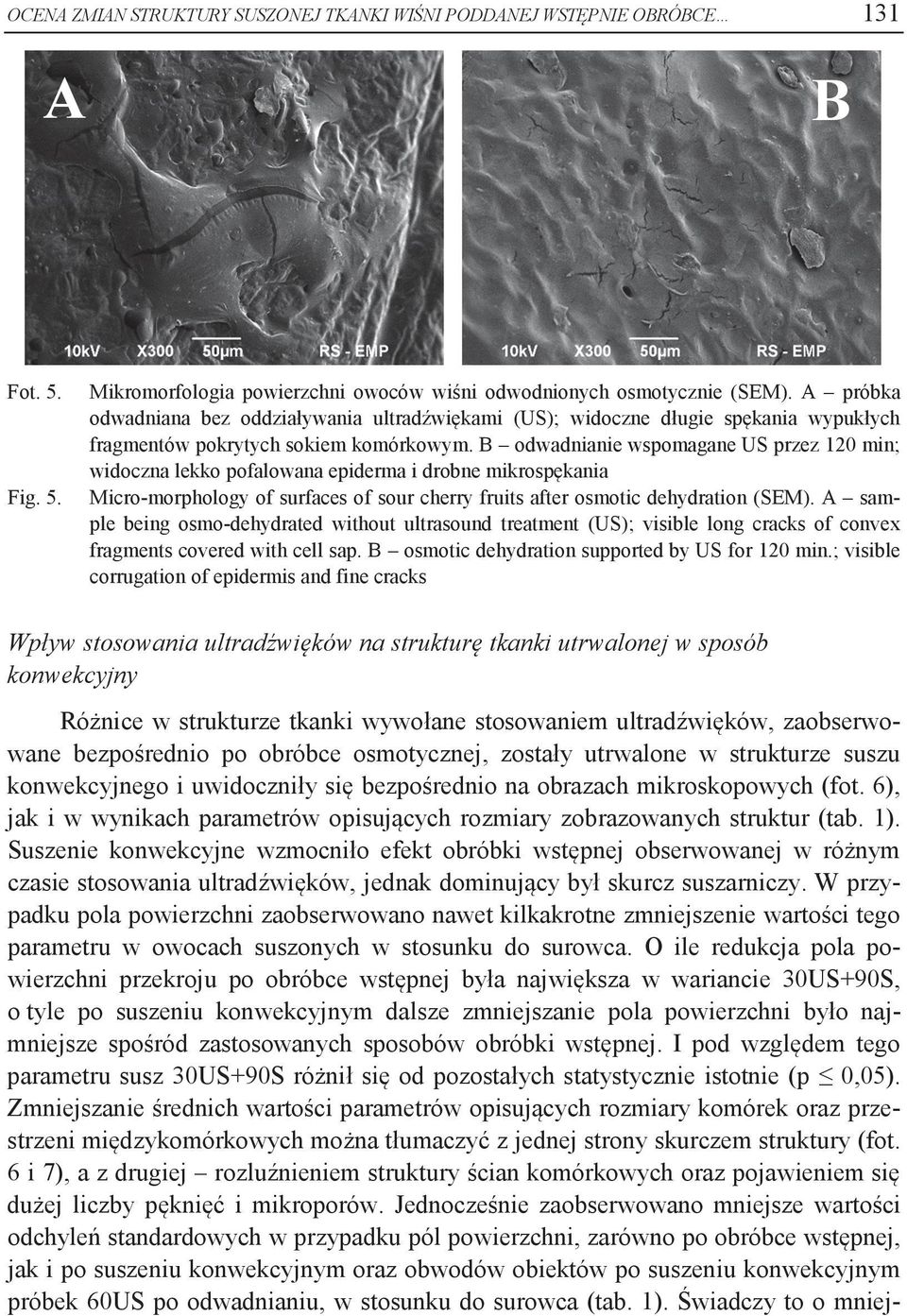 B odwadnianie wspomagane US przez 120 min; widoczna lekko pofalowana epiderma i drobne mikrospękania Micro-morphology of surfaces of sour cherry fruits after osmotic dehydration (SEM).