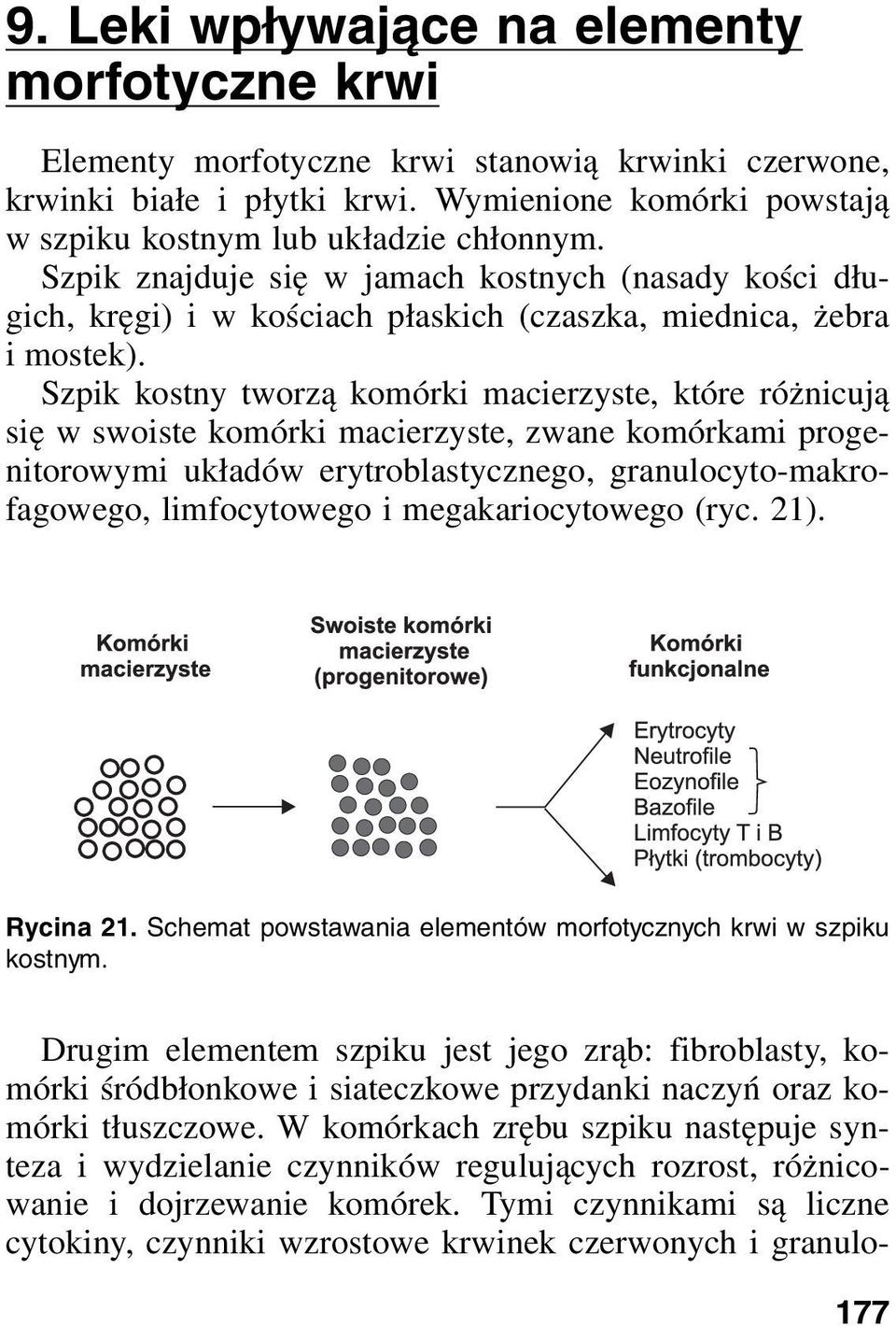 Szpik kostny tworzą komórki macierzyste, które różnicują się w swoiste komórki macierzyste, zwane komórkami progenitorowymi układów erytroblastycznego, granulocyto-makrofagowego, limfocytowego i