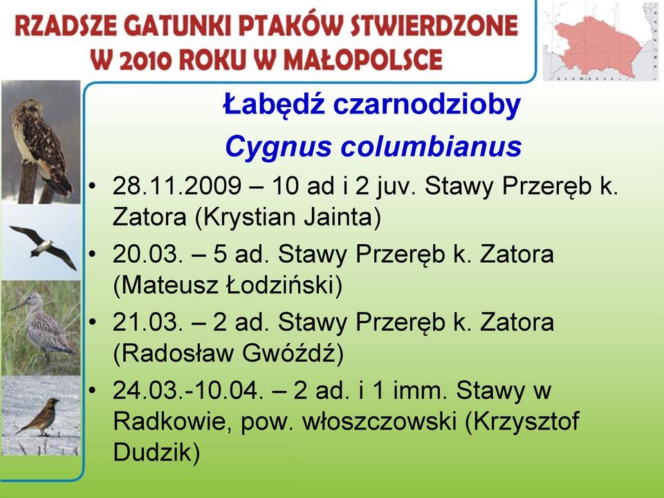 Zatora (Mateusz Łodziński) 21.03. 2 ad. Stawy Przeręb k.