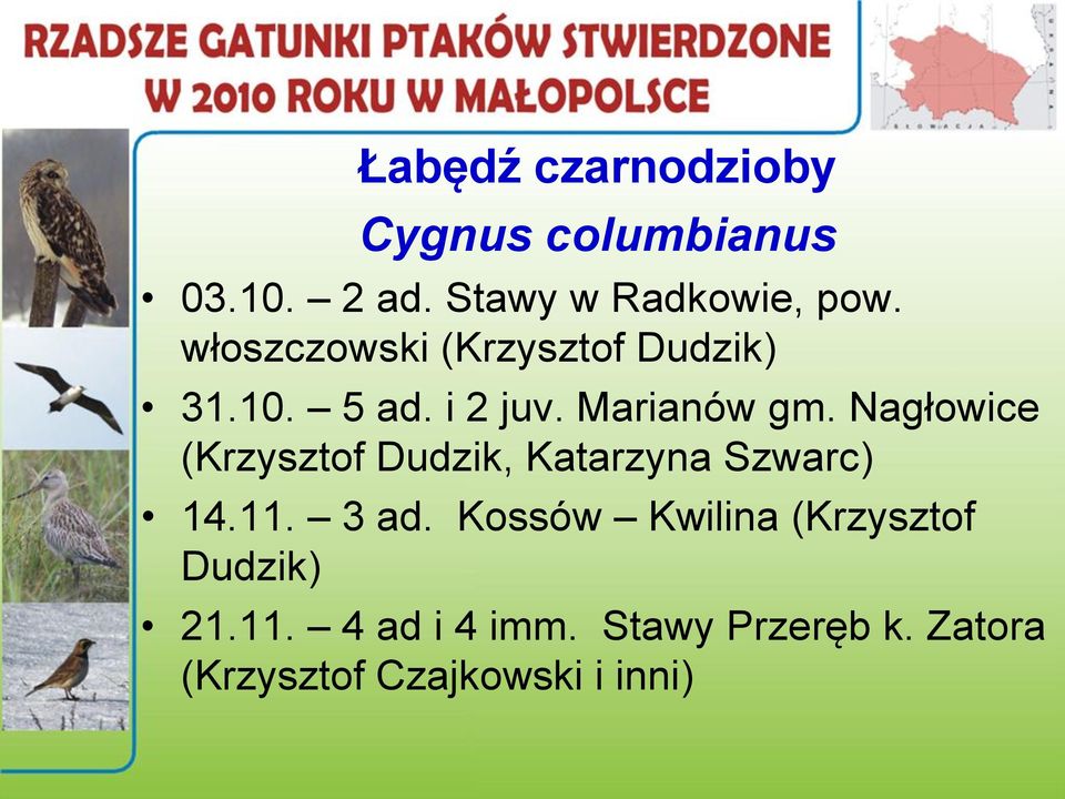 Nagłowice (Krzysztof Dudzik, Katarzyna Szwarc) 14.11. 3 ad.