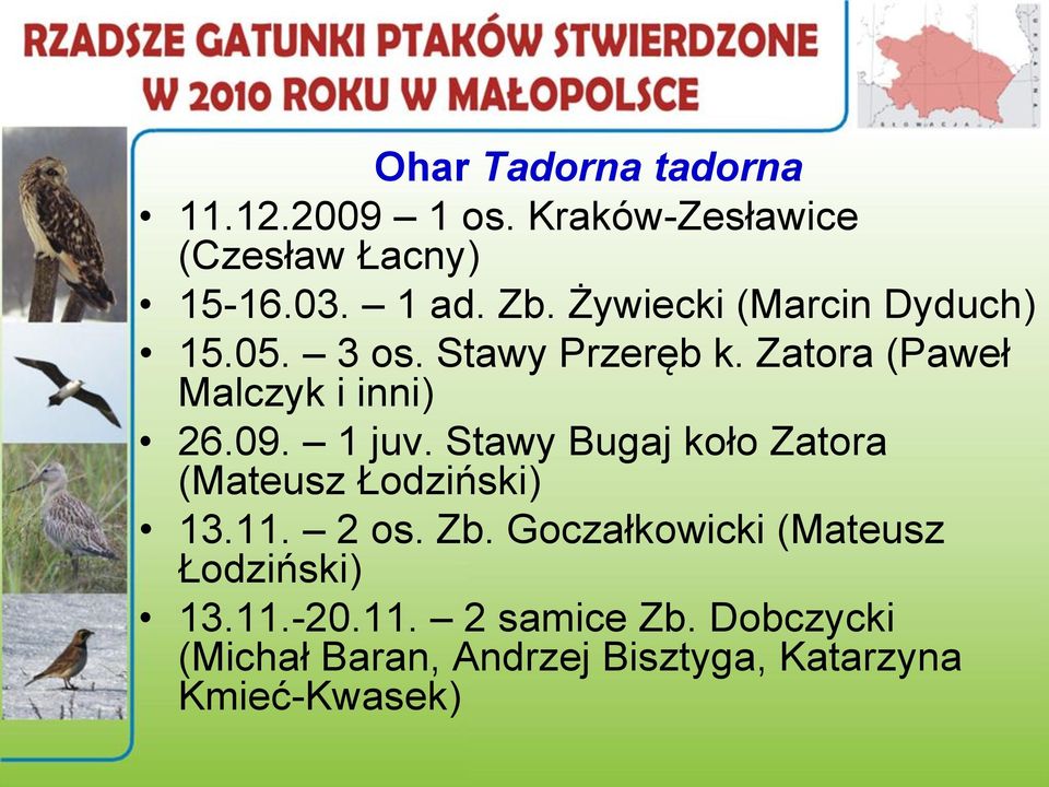 1 juv. Stawy Bugaj koło Zatora (Mateusz Łodziński) 13.11. 2 os. Zb.